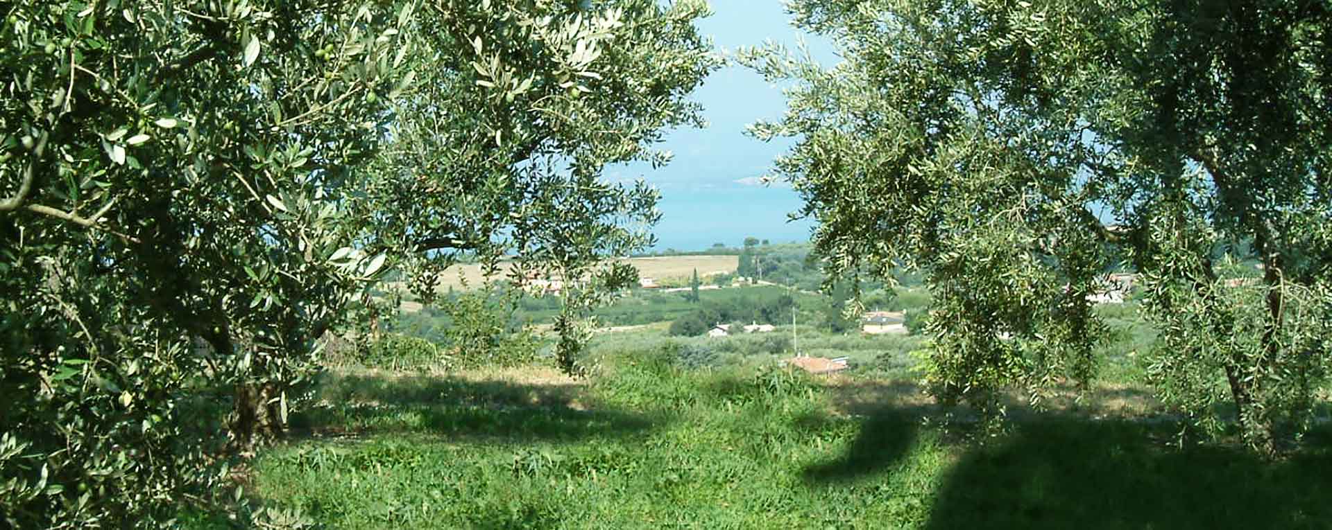 azienda agricola monte oliveto