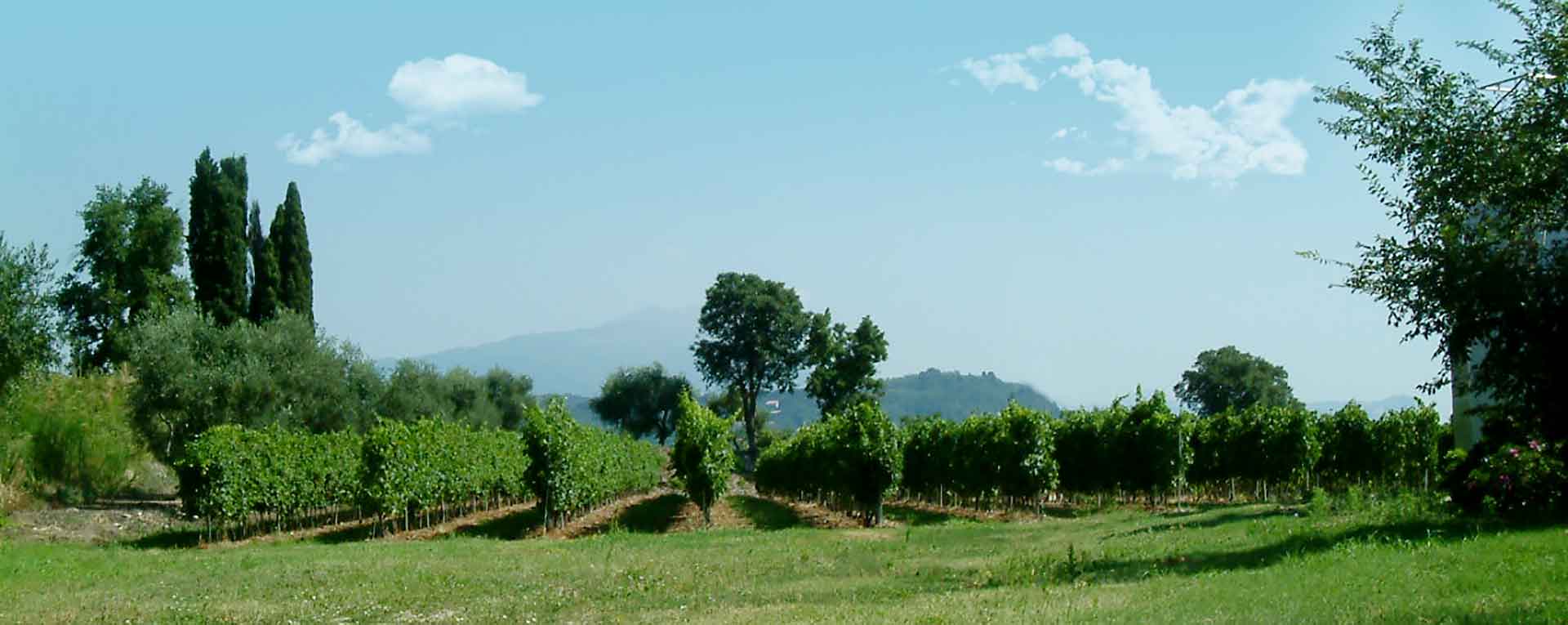 azienda agricola monte oliveto