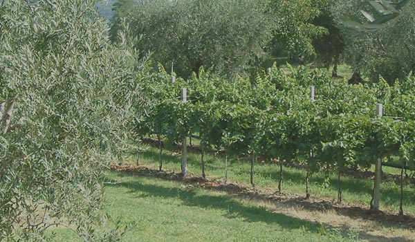 azienda agricola monte oliveto